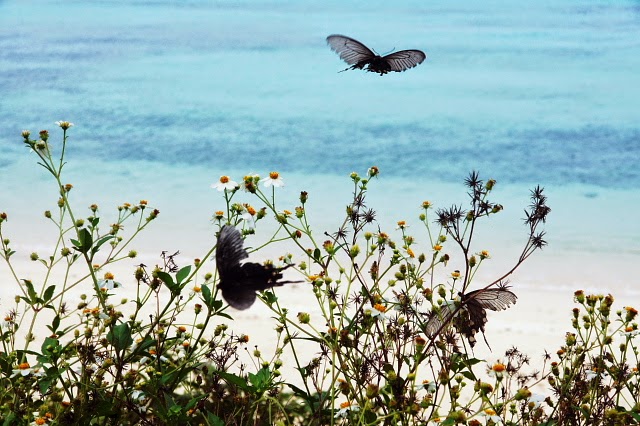 batfly